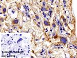 Cytokeratin 18 Antibody in Immunohistochemistry (Paraffin) (IHC (P))