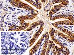 Cytokeratin 18 Antibody in Immunohistochemistry (Paraffin) (IHC (P))