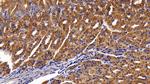 Cytokeratin 18 Antibody in Immunohistochemistry (Paraffin) (IHC (P))