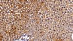 Cytokeratin 18 Antibody in Immunohistochemistry (Paraffin) (IHC (P))
