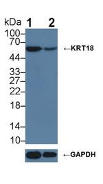 Cytokeratin 18 Antibody in Western Blot (WB)