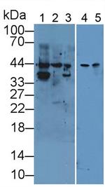 Cytokeratin 19 Antibody in Western Blot (WB)
