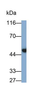 Cytokeratin 19 Antibody in Western Blot (WB)