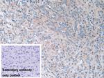 SERPINB9 Antibody in Immunohistochemistry (Paraffin) (IHC (P))