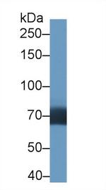 DATF1 Polyclonal Antibody