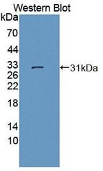 DATF1 Antibody in Western Blot (WB)