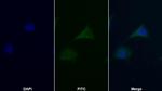 TRAIL-R2 (DR5) Polyclonal Antibody