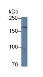 DOCK4 Antibody in Western Blot (WB)