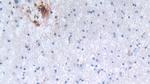 Defensin alpha-3 Antibody in Immunohistochemistry (Paraffin) (IHC (P))
