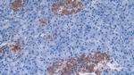 Defensin alpha-3 Antibody in Immunohistochemistry (Paraffin) (IHC (P))