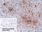 Defensin alpha-3 Antibody in Immunohistochemistry (Paraffin) (IHC (P))