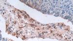Defensin alpha-3 Antibody in Immunohistochemistry (Paraffin) (IHC (P))