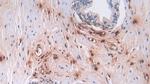 Defensin alpha-3 Antibody in Immunohistochemistry (Paraffin) (IHC (P))