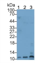 Defensin alpha-3 Antibody in Western Blot (WB)
