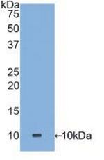 Defensin alpha-3 Antibody in Western Blot (WB)