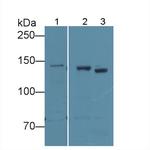 CD148 Antibody in Western Blot (WB)