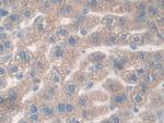 CD148 Antibody in Immunohistochemistry (Paraffin) (IHC (P))