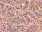 DNase I Antibody in Immunohistochemistry (Paraffin) (IHC (P))