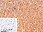 DNase I Antibody in Immunohistochemistry (Paraffin) (IHC (P))