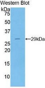 DNase I Antibody in Western Blot (WB)