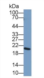DNase I Antibody in Western Blot (WB)