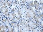DLD Antibody in Immunohistochemistry (Paraffin) (IHC (P))