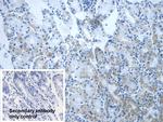 DLD Antibody in Immunohistochemistry (Paraffin) (IHC (P))
