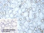 DLD Antibody in Immunohistochemistry (Paraffin) (IHC (P))