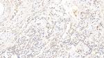 DPP3 Polyclonal Antibody
