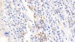 DPP3 Antibody in Immunohistochemistry (Paraffin) (IHC (P))