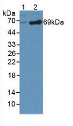DbH Antibody in Western Blot (WB)