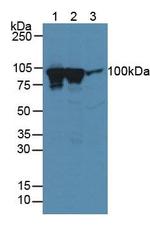 Dynamin 1 Antibody in Western Blot (WB)