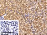 ENO1 Antibody in Immunohistochemistry (Paraffin) (IHC (P))