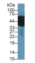 ENO1 Antibody in Western Blot (WB)
