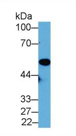 ENO1 Antibody in Western Blot (WB)