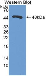 ENO1 Antibody in Western Blot (WB)