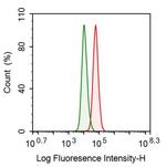 NSE Antibody in Flow Cytometry (Flow)