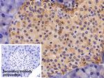 NSE Antibody in Immunohistochemistry (Paraffin) (IHC (P))