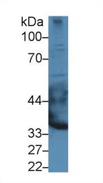 DSPG3 Antibody in Western Blot (WB)