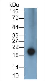 Epiregulin Polyclonal Antibody