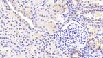 EpCAM (CD326) Antibody in Immunohistochemistry (Paraffin) (IHC (P))
