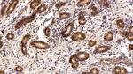 EpCAM (CD326) Antibody in Immunohistochemistry (Paraffin) (IHC (P))