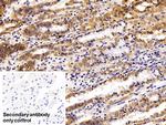 EpCAM (CD326) Antibody in Immunohistochemistry (Paraffin) (IHC (P))