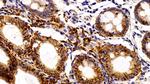 EpCAM (CD326) Antibody in Immunohistochemistry (Paraffin) (IHC (P))