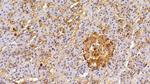 EpCAM (CD326) Antibody in Immunohistochemistry (Paraffin) (IHC (P))