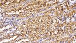 EpCAM (CD326) Antibody in Immunohistochemistry (Paraffin) (IHC (P))
