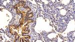 EpCAM (CD326) Antibody in Immunohistochemistry (Paraffin) (IHC (P))