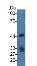 EpCAM (CD326) Antibody in Western Blot (WB)