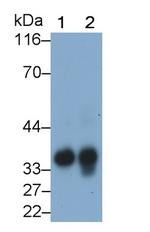 EpCAM (CD326) Antibody in Western Blot (WB)