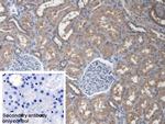 EEF1A1 Antibody in Immunohistochemistry (Paraffin) (IHC (P))
